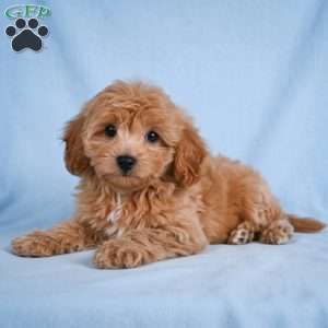 Lilly, Cavapoo Puppy